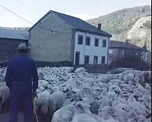 El rebaño inicia la vuelta a Extremadura para pasar el invierno.