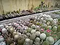 Casa de los Cactus en el jardín botánico de Innsbruck.