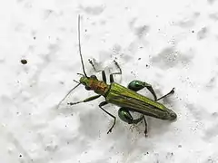 Macho de Oedemera nobilis con tonalidades cobrizas sobre la cabeza y el pronoto