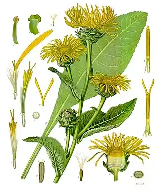 Inula helenium L.