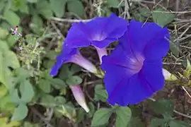 Perianto infundibuliforme gamopétalo (con los pétalos conados, fusionados entre ellos) en Ipomoea.