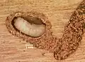 Larva de Ips grandicollis