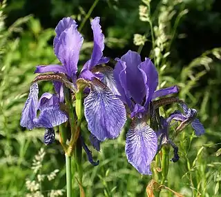 Iris sibirica. Cada tépalo externo es el labio inferior de una construcción bilabiada, los tépalos internos se orientan hacia arriba. El labio superior es una rama del estilo alargada y petaloidea, entre ellos encierran el estambre en el mismo ortóstico; el estigma está presente hacia el final de la rama del estilo algo oculto entre los labios.