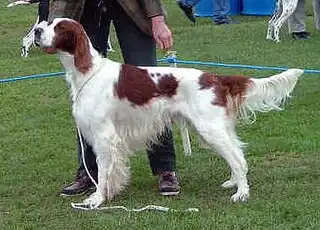 Setter irlandés rojo y blanco