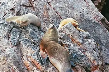 Lobos marinos en las islas Ballestas.