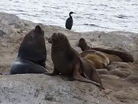 Islotes Les Éclaireurs, ubicados en el territorio argentino del Canal de Beagle, al este de la bahía de Ushuaia. Los indios Yámana los llamaban Kashuna.