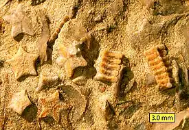 Columnales de Isocrinus nicoleti. Período Jurásico. Utah, Estados Unidos de Norteamérica.