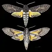 Isognathus