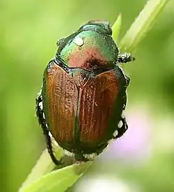 Huevo de Istocheta aldrichi en Popillia japonica