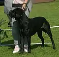 Cane Corso atigrado
