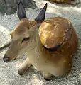 Ciervos, mensajeros divinos del Santuario Itsukushima