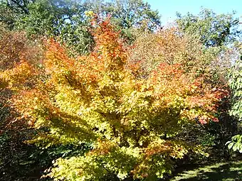 Acer palmatum en el otoño de Iturraran