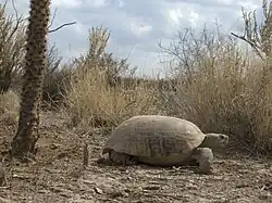 Gopherus flavomarginatus