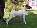 Terriers de pata larga