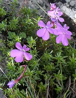 Violeta de Cazorla