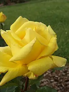 Rosa 'Joaquin Mir', HT, P. Dot 1940.