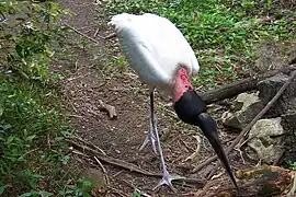 Jabiru mycteria