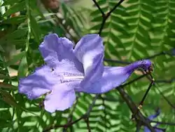 Jacarandá