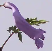 El jacarandá (Jacaranda, una bignoniácea), tubo, garganta y lóbulos.