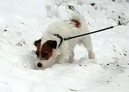 JRT de pelo semi-duro con manto de invierno