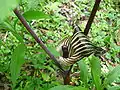 Jack in the Pulpit (Arisaema triphyllum) en el Bosque Nacional de Allegheny, Pensilvania)