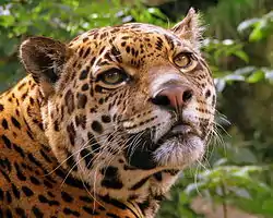 Tête de jaguar