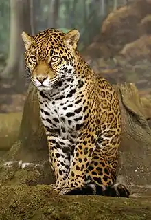 Jaguar