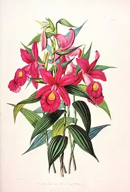 Sobralia macranthaIlustración de:James Bateman: "The Orchidaceae of Mexico and Guatemala",(1837-1843)