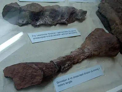 Vértebras de la cola y tibia de unos 4 metros de longitud de un dinosaurio prosauropodo de la Tierra de Jameson, en el Museo Geológico de Copenhagen.