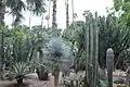 Distintas especies de cactos en el jardín