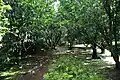 Jardim Botânico do Faial