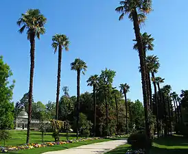 Una alameda de monumentales ejemplares de Trachycarpus.