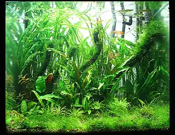 Jardín acuático en acuario, a base de especies de Cryptocoryne.