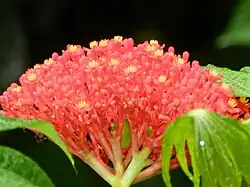 Racimo de flores de Jatropha multifida en El Crucero, Managua, Nicaragua.