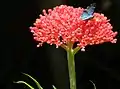 Racimo de flores de Jatropha multifida con mariposa azul en El Crucero, Managua, Nicaragua.