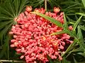 Racimo de flores y hojas de Jatropha multifida en El Crucero, Managua, Nicaragua.