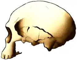 Cráneo neandertaloide de Jebel Irhoud (Marruecos)