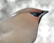 Las plumas del píleo del ampelis europeo se prolongan por encima de la nuca.