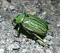 Chrysina gloriosa