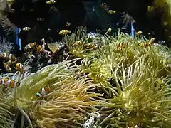 Grupos de A. percula sobre varias Entacmaea quadricolor en el Museo Oceanográfico de Mónaco