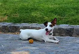 JRT Pelo Liso