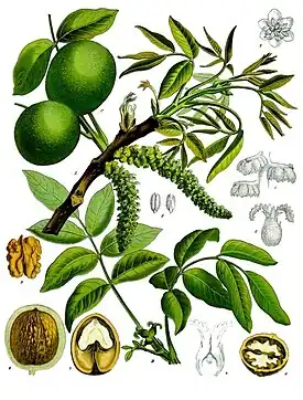 Juglans regia L.