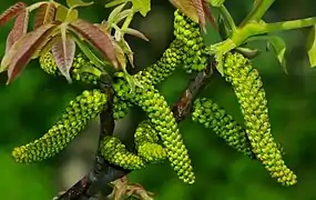 Inflorescencia (amento) masculina.