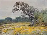 Coreopsis, cerca de San Antonio, Texas, 1919