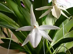 Jumellea sagittata
