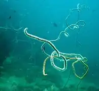 J. fragilis en Koh Phangan, Tailandia