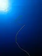 Un coral alambre, probablemente Junceella sp, saliendo de la oscuridad hacia la luz, en Elphinstone, mar Rojo, Egipto