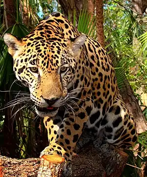 Yaguareté, habitante del norte argentino.