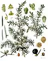 Juniperus communis L.