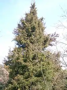 Juniperus rigida